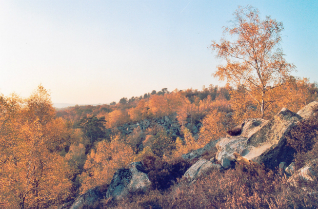 foret_Fontainebleau